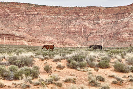 Wild Horses Grazing in National Park, Utah USAの写真素材