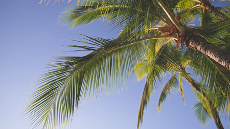 The leaves of a coconut tree sway in the wind against a blue sky. Bright sunny day on the beach of...