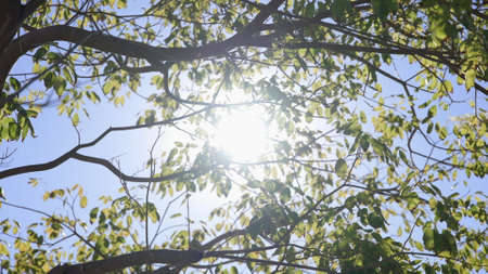 The suns rays make their way through leaves of tropical tree. Beautiful lens flare. Warm sunny day....