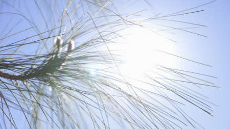 The suns rays make their way through leaves of tropical tree. Beautiful lens flare. Warm sunny day....