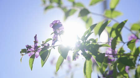 Beautiful purple flowers against blue sky with clouds. Warm sunny day on tropical island. close-up. California. Slow motion.の写真素材