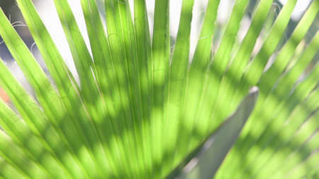 The leaves of a California palm tree sway in the wind against the blue sky. Bright sunny day. Slow...