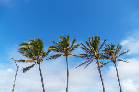 A serene landscape with a row of palm trees set against a clear blue skyの写真素材