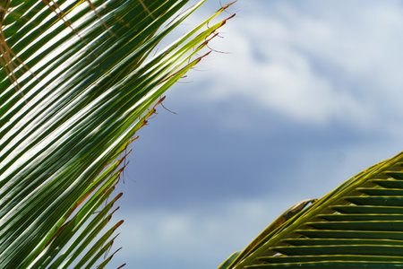 A palm tree leaf is shown against a blue sky backdrop with fluffy white cloudsの写真素材