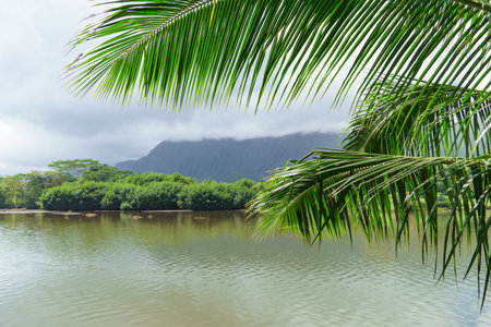Palm trees by a lake with mountains in the backgroundの写真素材