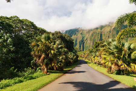 A road lined with palm trees and mountains in the distance, under a cloudy sky