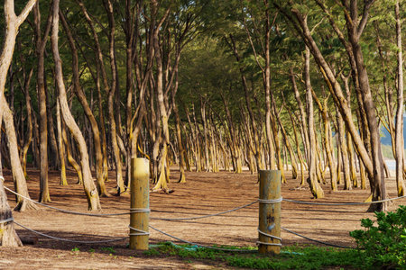 A beautiful wooden fence encloses a verdant green forestの写真素材