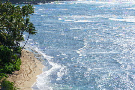 Beautiful beach with tall palm trees and vast expanse of waterの写真素材