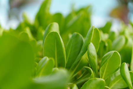 A CloseUp View of Lush Green Leaves Illuminated by Natural Sunlight in Natures Beautyの写真素材