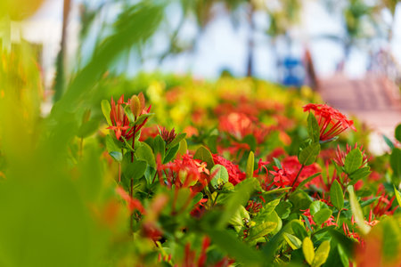 A stunning array of vibrant tropical flowers in full bloom set against a bright sunny backgroundの写真素材