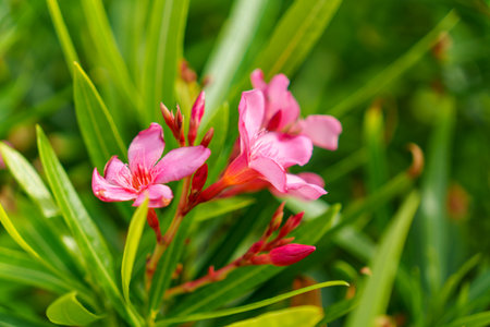 A Stunning Display of Vibrant Pink Flowers Set Against Lush and Green Foliage Background