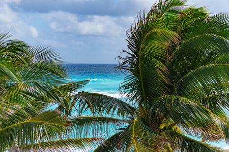 A tranquil beach scene featuring palm trees gently swaying beside the ocean wavesの写真素材