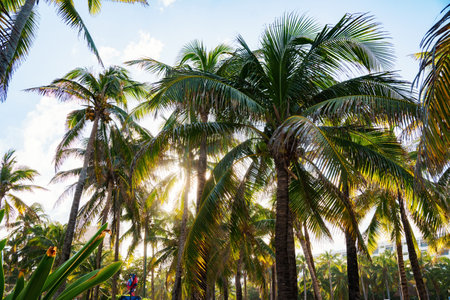 Experience the Bliss of a Tropical Paradise, Complete with Lush Palm Trees and Beautiful Sunlightの写真素材