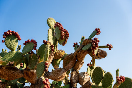Vibrant Cactus with Prickly Pear Fruits Against Clear Blue Skyの写真素材