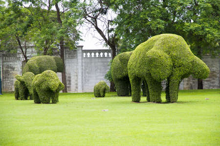 elephants bush