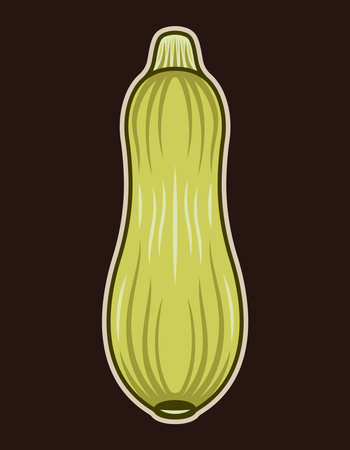 Zucchini or squash plant vector colored illustration in vintage style on dark backgroundのイラスト素材