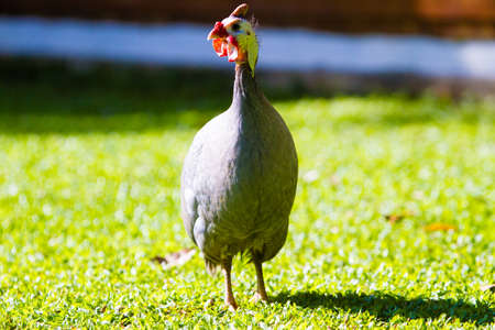 Guineafowlの写真素材