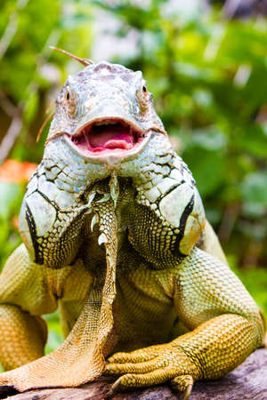 Smiling Adult Green Iguanaの写真素材