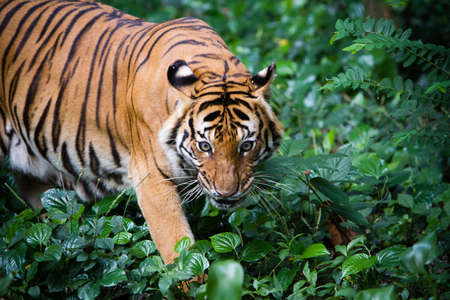 Malayan Tigerの写真素材
