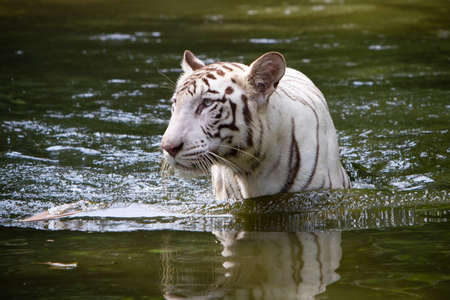 White Bengal Tigerの写真素材