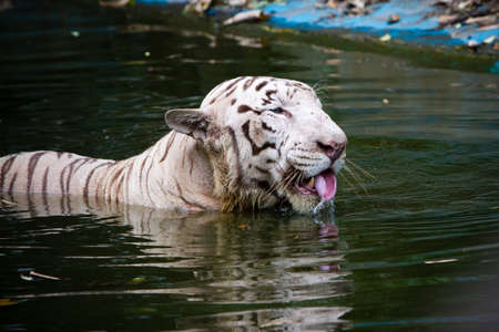 White Bengal Tigerの写真素材