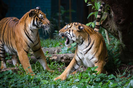 Malayan Tigerの写真素材