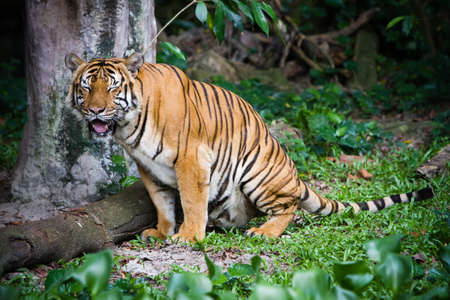 Malayan Tigerの写真素材