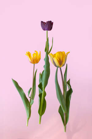Colorful spring tulip on pink background. Spring flower.の写真素材