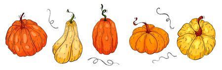 Hand drawing pumpkins, autumn set of elements isolated on white background, colored pumpkins.のイラスト素材