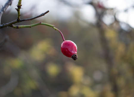 Close-up of a single wild red hip berry, hanging in the autumn sun, waiting to be pluckedの写真素材