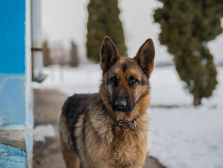 Curious German Shepherdの写真素材