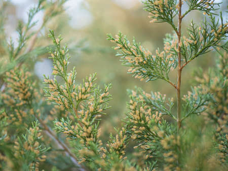Evergreen with yellow budsの写真素材