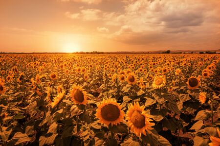 A beautiful sunflower sunset at Bulgaria.の写真素材