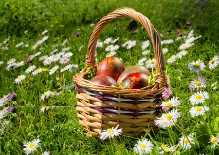 Easter wicker basket with eggs on field of daisies in a sunny spring day.