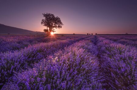 Magnificent lavender field at sunrise with lonely tree. Summer sunrise landscape, contrasting colors.の写真素材
