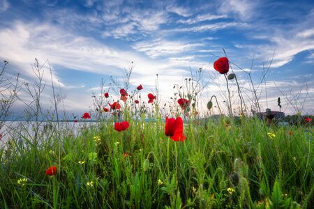 Beautiful Seascape. Magnificent spring sunset in a field of poppies. Burgas, Bulgaria. Black Sea.の写真素材