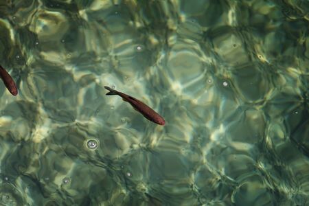 An image of fishes swimming in a lake, taken in the national park Plitvice, Croatiaの写真素材