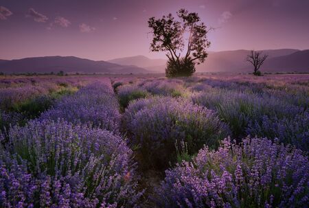 Lavender fields. Beautiful image of lavender field. Summer sunset landscape, contrasting colors. Dark clouds, dramatic sunset.の写真素材