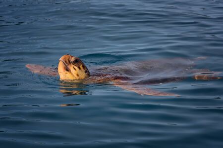 Colorful sea turtle (caretta caretta) swimming in the azure sea in Zakynthos Island, Greece. Blue fresh background, wild cute underwater sea animal.の写真素材