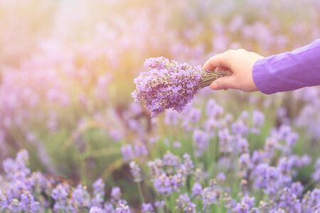 Gathering a bouquet of lavender. Beautiful girl holding a bouquet of fresh lavender in lavender field. Sun, sun haze, glare. Purple tinting.の写真素材
