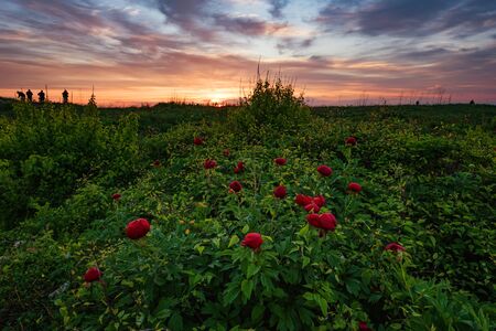 Magnificent spring sunrise with wild peonies at National Archeological Rezerve Yailata, near Kamen bryag, Bulgariaの写真素材