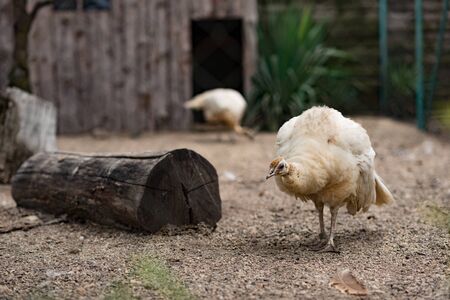 The peacock and the wood. Farm animals.