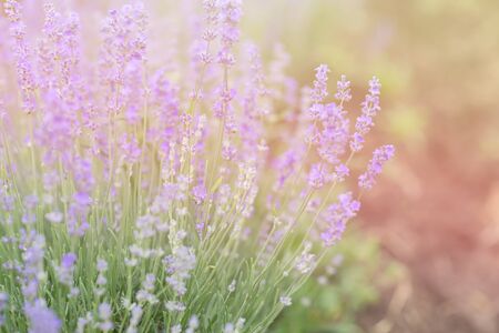 Close-up of lavender kissed from the morning sun.の写真素材