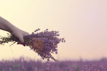 Gathering a bouquet of lavender. Girl hand holding a bouquet of fresh lavender in lavender field. Sun, sun haze, glare. Purple tintingの写真素材