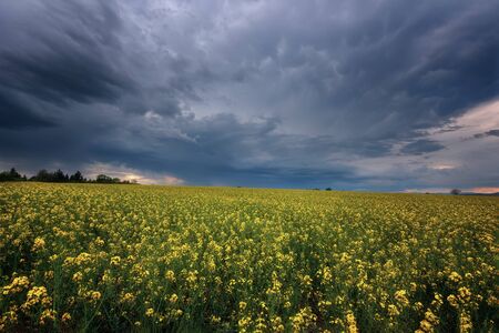 Fantastic rapeseed field at the dramatic overcast sky. Dark clouds, contrasting colors. Magnificent sunset, summer landscape.の写真素材