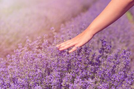 Gathering a bouquet of lavender. Beautiful girl holding a bouquet of fresh lavender in lavender field. Sun, sun haze, glare. Purple tinting.の写真素材