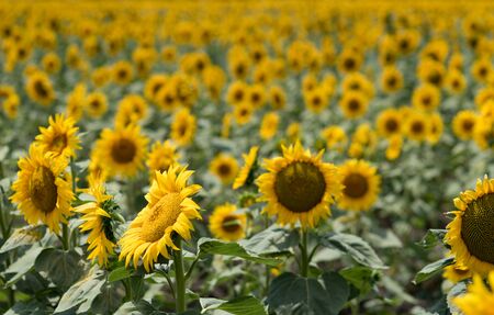 Cloudy daily landscape in the middle of summer. Sunflower field near the town of Burgas, Bulgariaの写真素材