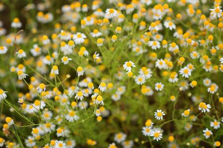 Magnificent spring wallpaper of daisies. Flower background.の写真素材