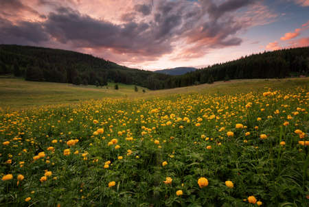 Fields of yellow peonies flower in Bulgaria. Dark clouds, contrasting colors. Magnificent sunset, summer landscape.の写真素材