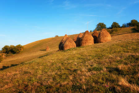 Hay piles on field at countryside in autumn. Heap of haystack with green grass and trees on background. Straw on farm. Stack for animal feeding in countryside. Magnificent rural scene.の写真素材